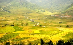 Mu Cang Chai